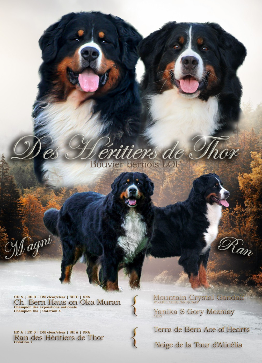 Des Héritiers De Thor - Bouvier Bernois - Portée née le 30/09/2025